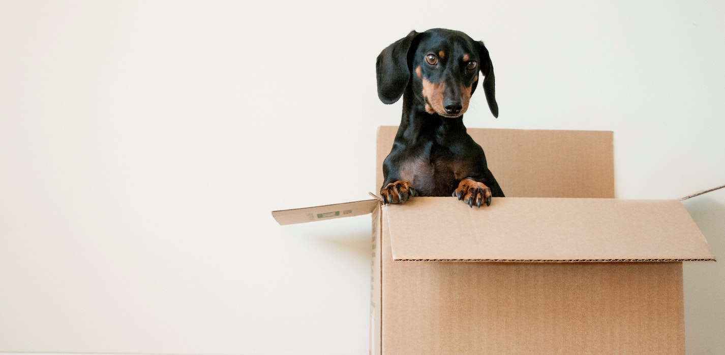 a picture showing a dog in the box