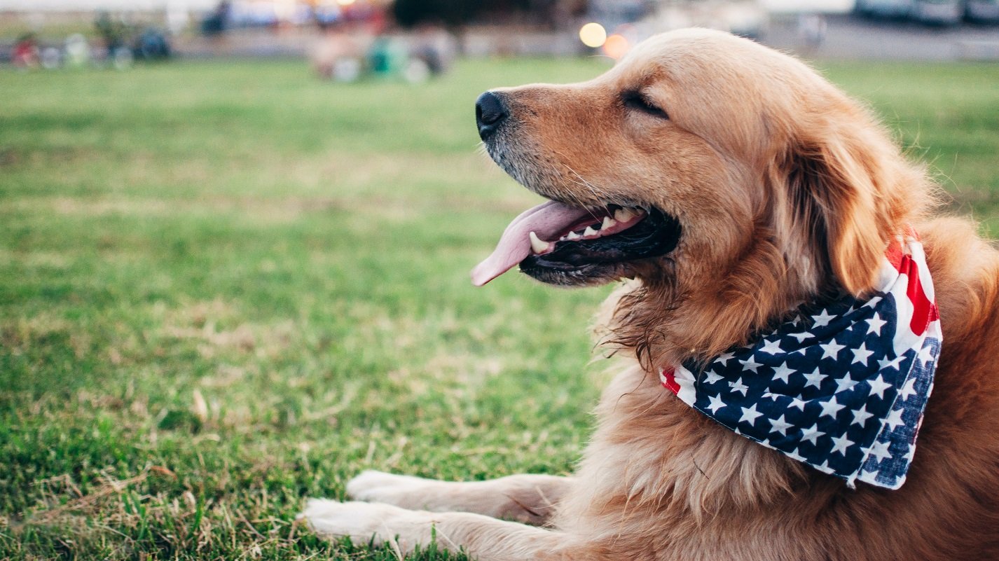 a picture showing a dog with unique bandana