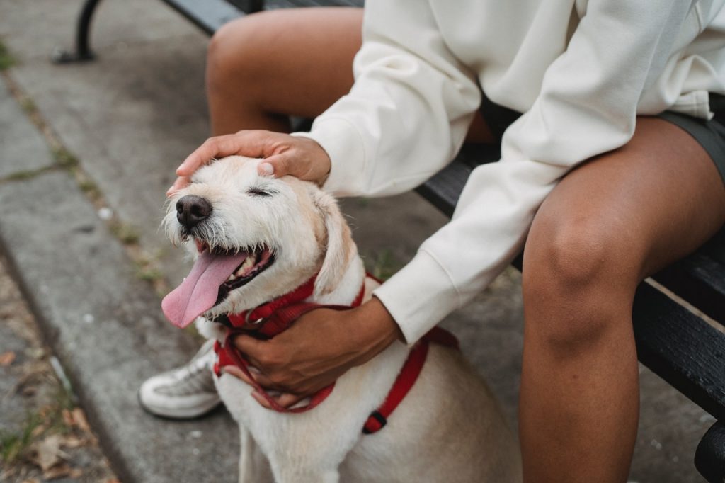 happy-doggy-1024x682.jpg