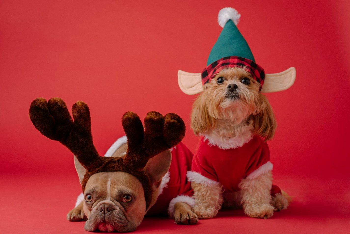 a picture showing Christmas dogs meaning Christmas is coming