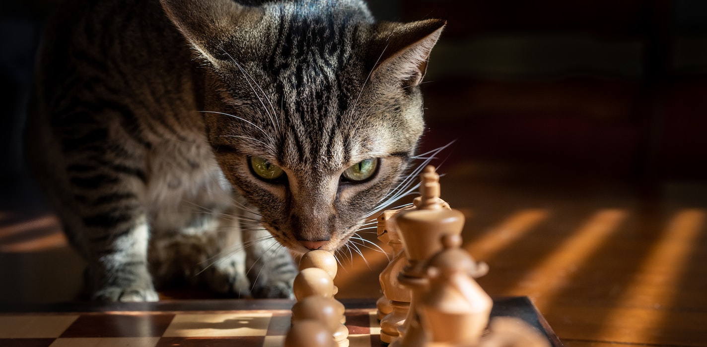 a picture showing a cat playing chess meaning your should always be one step ahead with your business