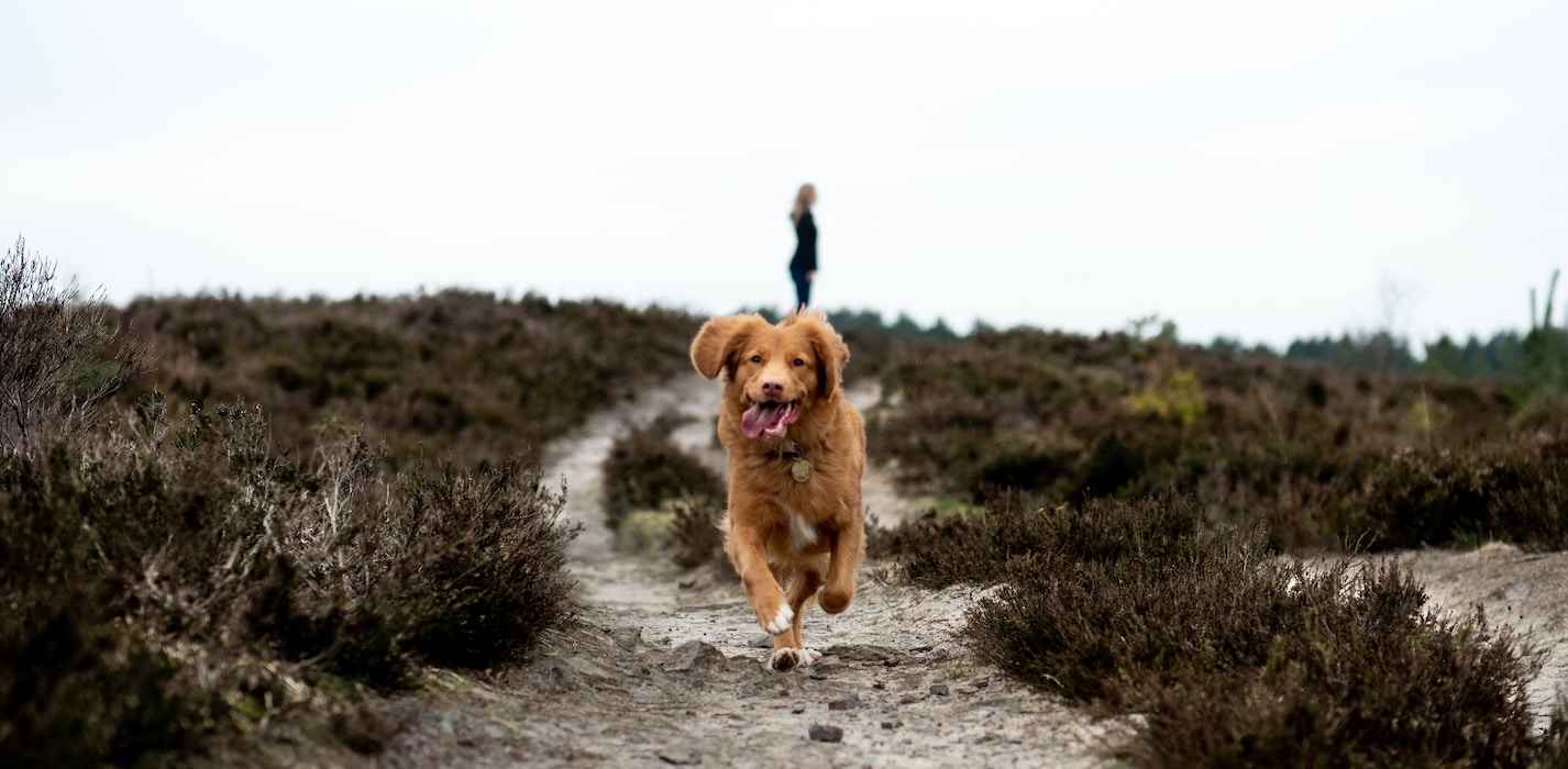 a picture showing a golden retriever tending to be dirty