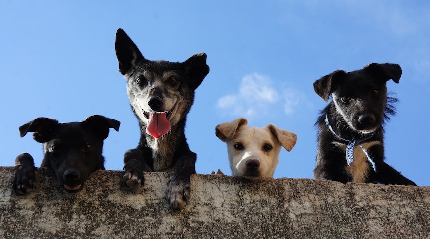 a picture showing street dogs asking you to start a pet business