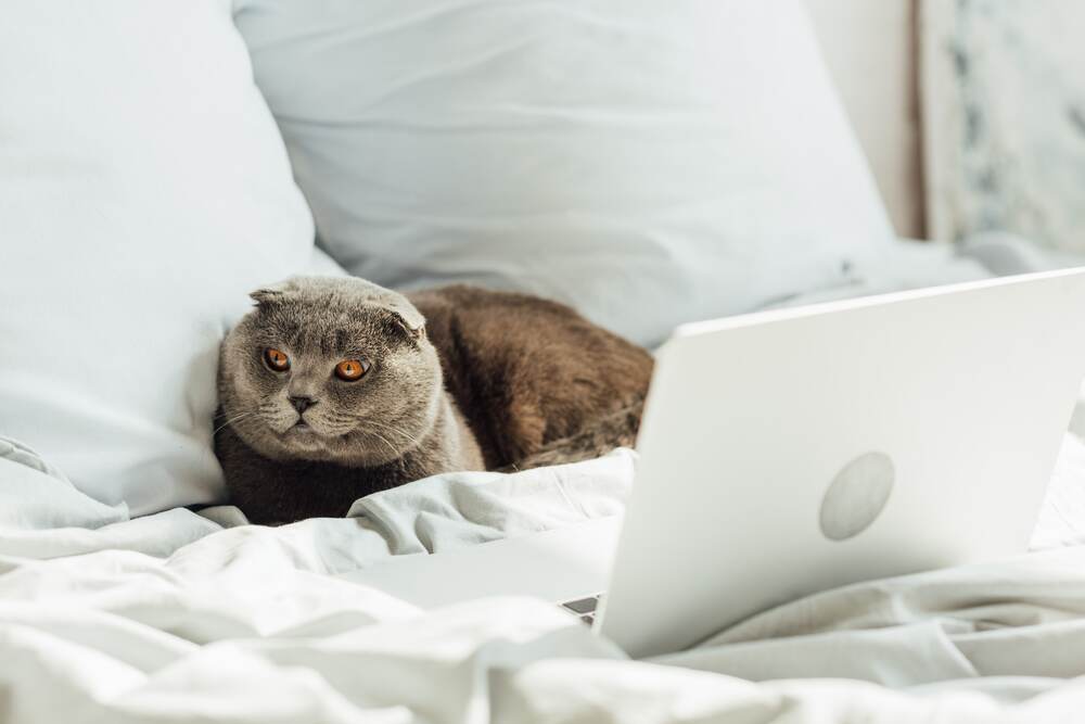 Photo of a cat in front of a laptop
