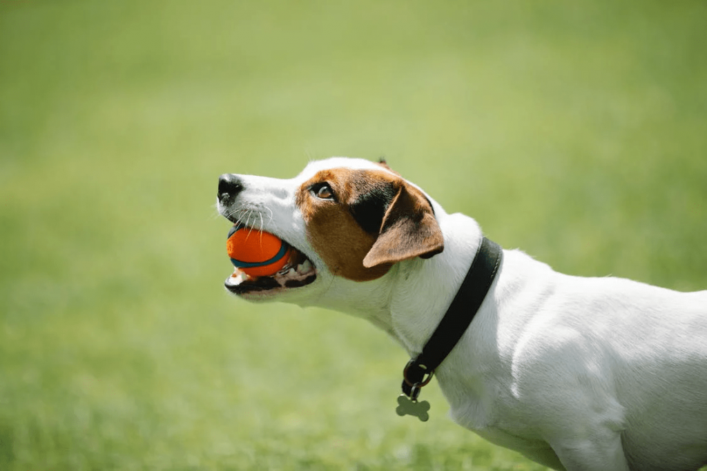 photo of a dog playing with a ball