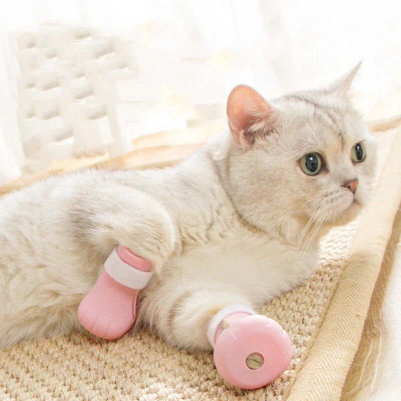 photo of a pet wearing shoes