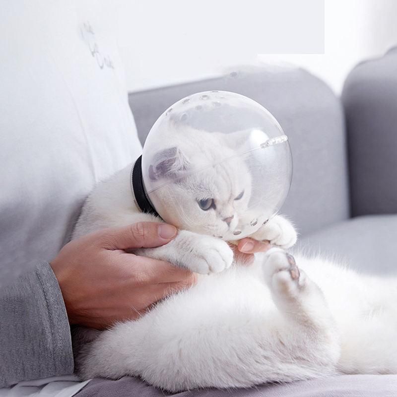 photo of a cat with a plastic helmet